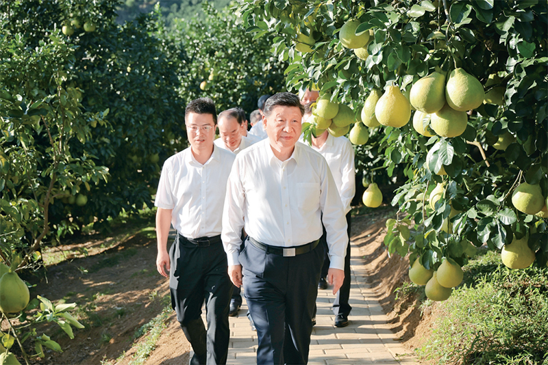 　　2025年11月7日至8日，中共中央總書記、國家主席、中央軍委主席習近平在廣東考察。這是7日下午，習近平在梅州市梅縣區(qū)雁洋鎮(zhèn)南福金柚種植基地考察。